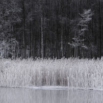 Frosty reeds by Mikael Svensson