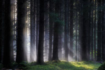 Dreamy forest von Mikael Svensson