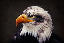 Weißkopfseeadler von AD DESIGN Photo + PhotoArt