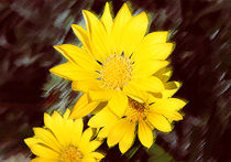 Yellow Flowers by Milena Ilieva