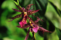 Orchidee Miltassia by Jürgen Feuerer