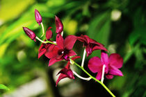 Orchidee "Thailand Black" by Jürgen Feuerer