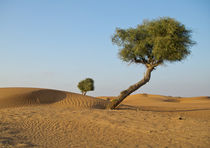 A tree in an Arabian desert by Victoria Savostianova