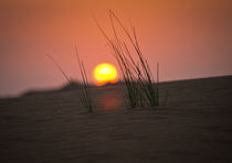 Sunset in the desert by Victoria Savostianova