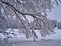 Winter Tree von aidao