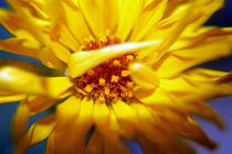 Yellow Flower von aidao