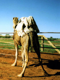 Kamel von aidao
