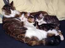 Katzenfamilie by aidao