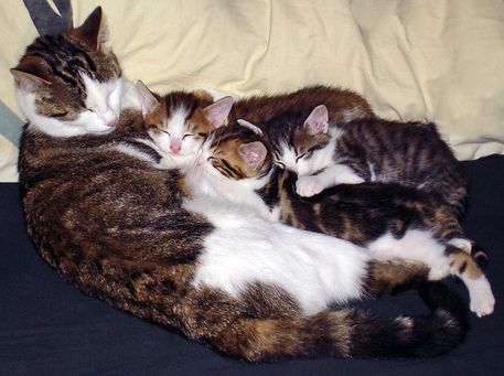 Katzenfamilie