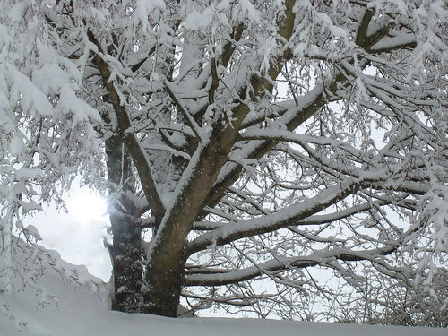Baum-im-winter