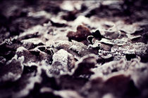 Winter Wald - Frost Blätter von Philipp Kuhnke