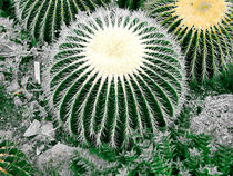 Big Cactus  by tiaeitsch
