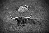 A Highland cattle in the Scottish Highlands von RicardMN Photography
