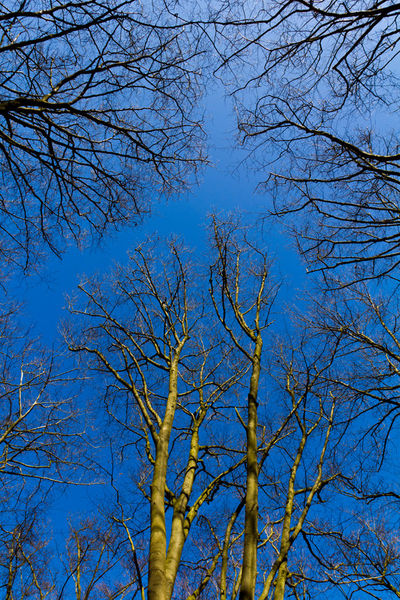 Blue-trees-hi