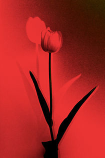 Tulpe in Rot und Schwarz by Wolfgang Wittpahl