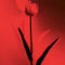 Tulpe-in-rot-und-schwarz