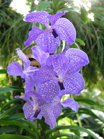 Blue Orchid Vanda by Dagmar Laimgruber