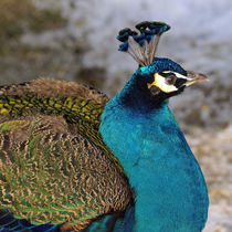 Peacock (Pavo cristatus) by Dagmar Laimgruber