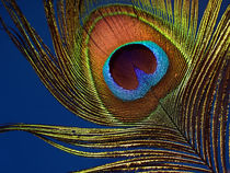 Peacock feather von Dagmar Laimgruber