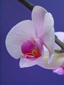 Orchideenblüte von Dagmar Laimgruber