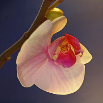 Orchid (phalaenopsis) by Dagmar Laimgruber
