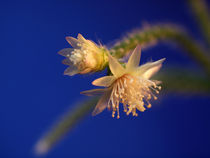 Kaktusblüten (Rhipsalis pilocarpa) by Dagmar Laimgruber