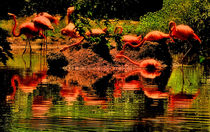 Red light of flamingos von Maks Erlikh