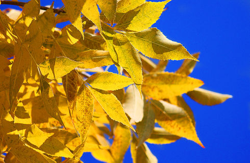 Yellow-leaves
