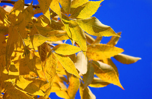 Yellow-leaves