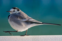 Walking Wagtail by grimauxjordan