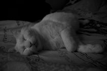 Dreaming cat by grimauxjordan