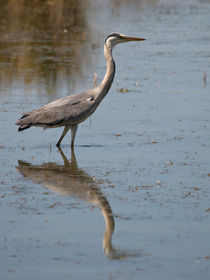 Heron reflection by grimauxjordan