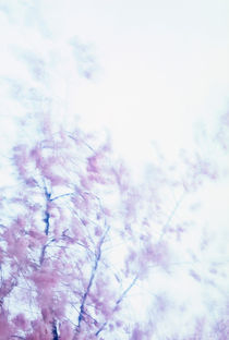 Oriental cherry moving in the wind von Intensivelight Panorama-Edition