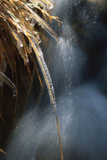 Shining winter creek by Intensivelight Panorama-Edition
