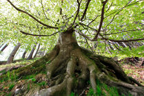Old beech tree in spring von Intensivelight Panorama-Edition