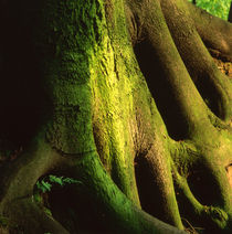 Green trunk by Intensivelight Panorama-Edition