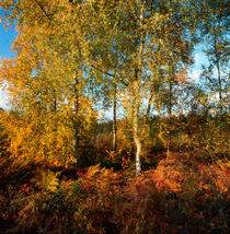 Autumn forest in the Ardennes von Intensivelight Panorama-Edition