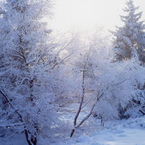 Winter forest von Intensivelight Panorama-Edition