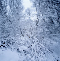 Winter storm in a forest von Intensivelight Panorama-Edition