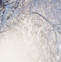 Winter sun by Intensivelight Panorama-Edition