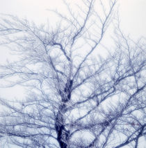 Winter tree von Intensivelight Panorama-Edition