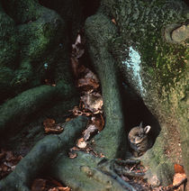 Rabbit hiding between roots von Intensivelight Panorama-Edition