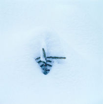 Fir sapling in the snow von Intensivelight Panorama-Edition