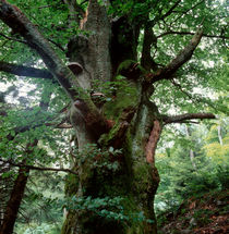 Old beech tree von Intensivelight Panorama-Edition
