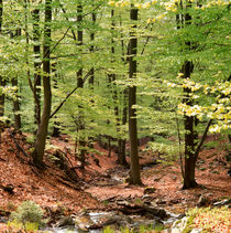 Beech forest in spring von Intensivelight Panorama-Edition