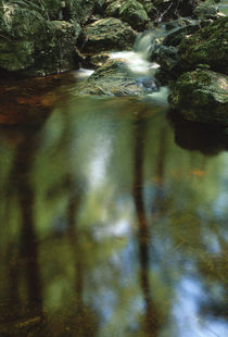 Forest pond von Intensivelight Panorama-Edition
