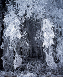 Magic winter forest von Intensivelight Panorama-Edition