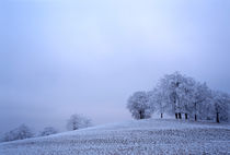 Frosty trees von Intensivelight Panorama-Edition