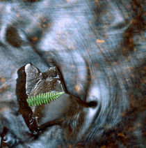 Fern leaf on a rock by Intensivelight Panorama-Edition