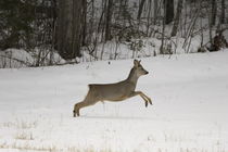 Leaping roe buck by Intensivelight Panorama-Edition